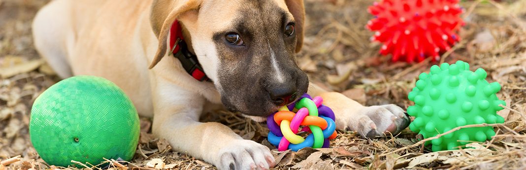 Best Puzzle Toys to Keep Dogs Busy in 2018