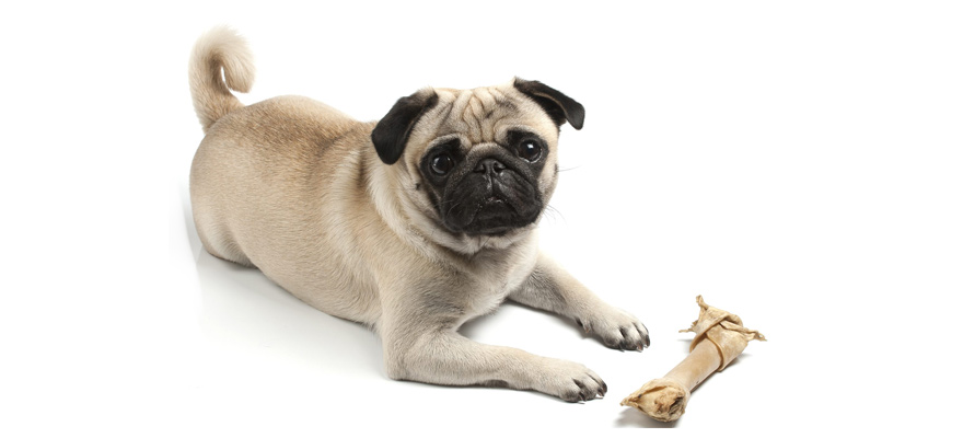 Giving Rawhide Bones to Dogs: What You Need to Know