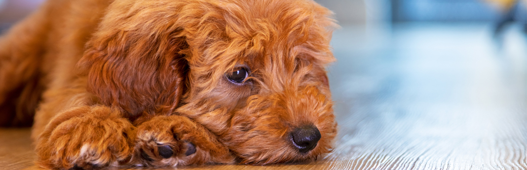 what to give a dog for upset stomach