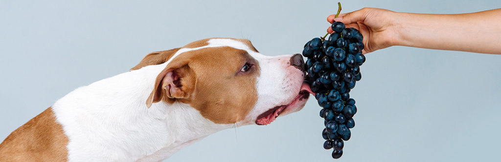 my dog ate a grape