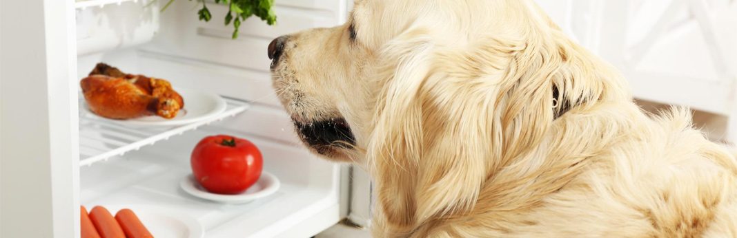 Can Dogs Eat Grapes? Everything You Need to Know