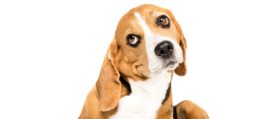 How does prednisone affect the body in dogs