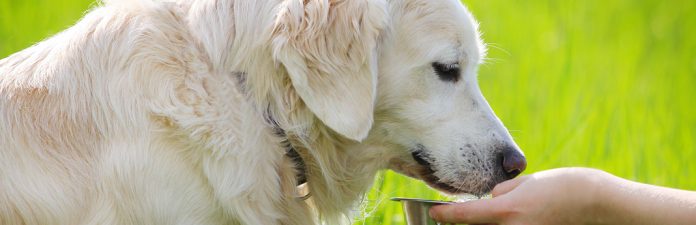 Can Dogs Eat Peanut Butter? What You Need to Know