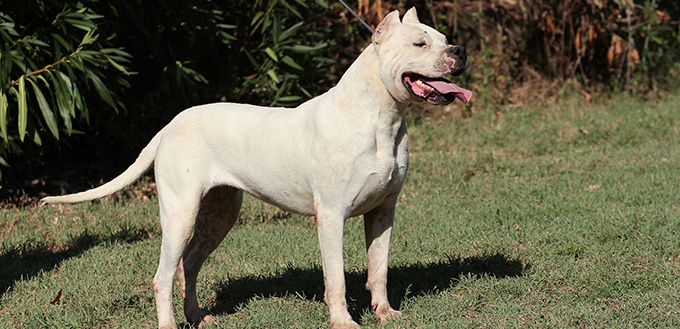 dog breed with strongest jaw