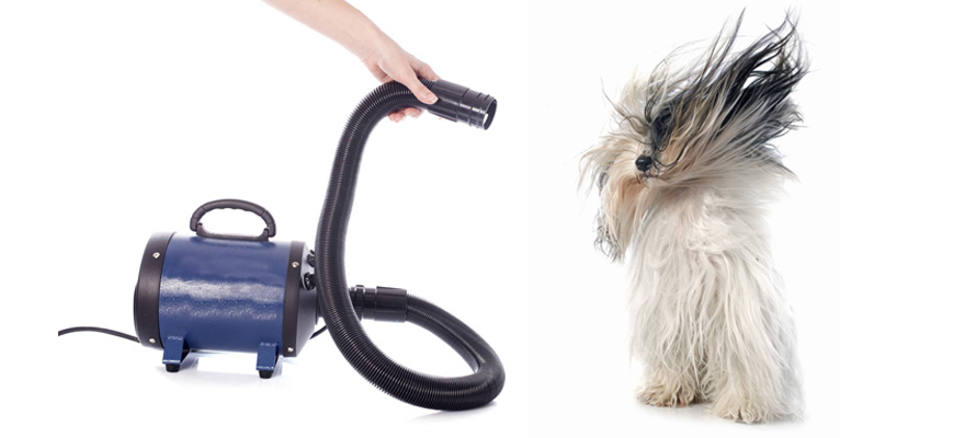 Dog Dryer Reviews | Best Dog Dryers of 2019 (Buying Guide)