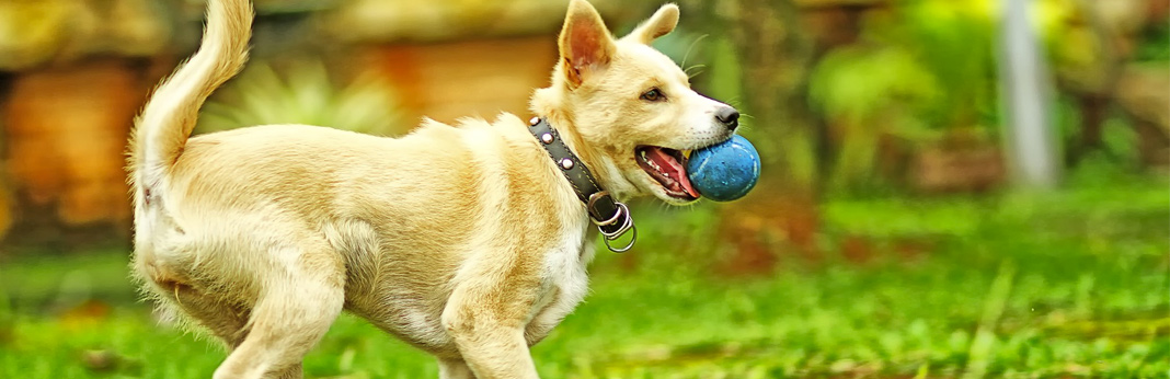 outdoor toys for dogs