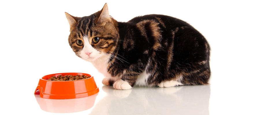 Best Cat Food for Older Cats (Review & Guide) 2019
