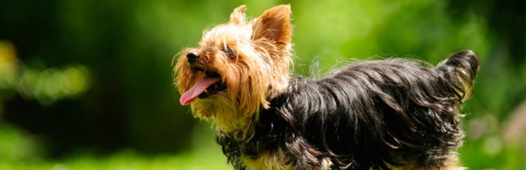 Yorkshire Terrier: Breed Facts And Temperament | My Pet Needs That