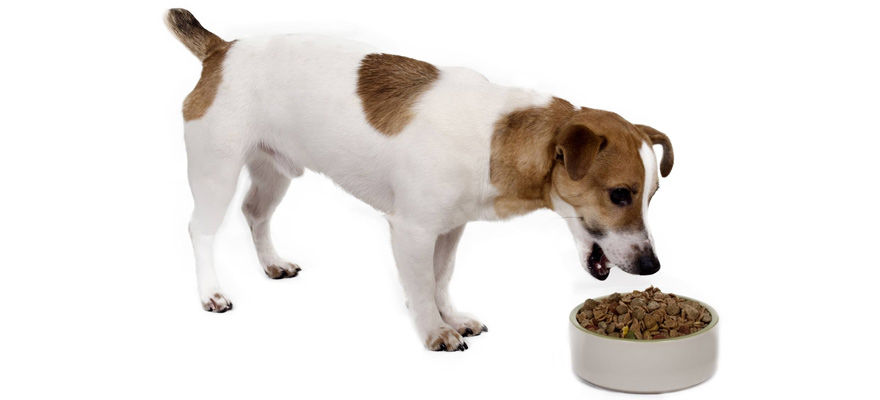 Best Dehydrated Dog Food (Review & Buying Guide) 2019