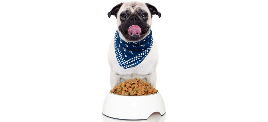 Best Food For Pug Dog : The Best Dog Food Brands For a Pug 2021 - Dog