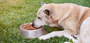 Bland Diet for Dogs: How and When To Use Them