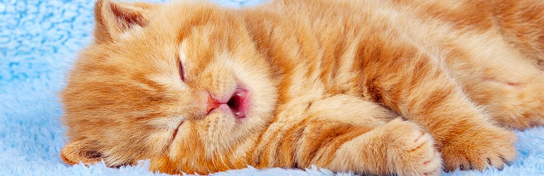 Cat Panting Why It Happens And What Should I Do My Pet Needs That