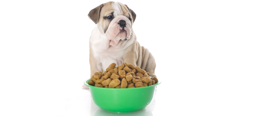 Best Dog Food Toppers