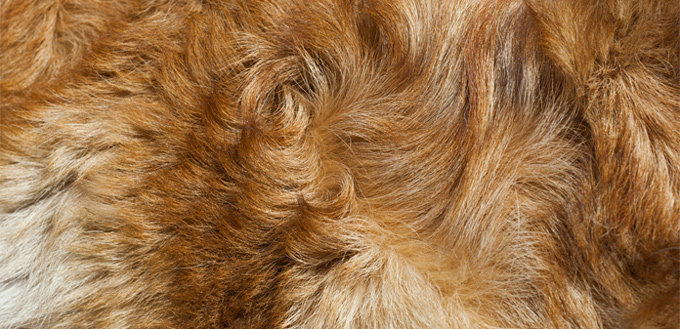 hackles in dog's hair