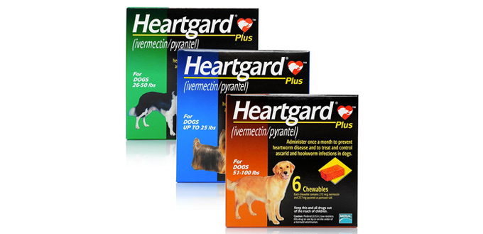 5 Best Heartworm Medicines for Dogs