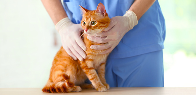 when to get your cat neutered