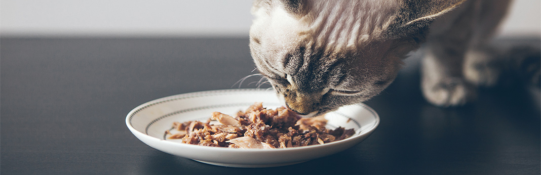 Can Cats Eat Tuna? (Nutritional Guide) | My Pet Needs That