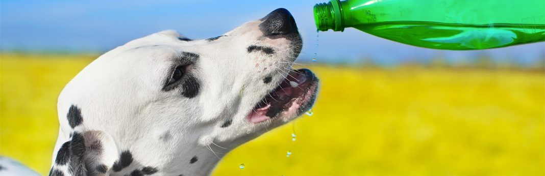 healthy drinks for dogs