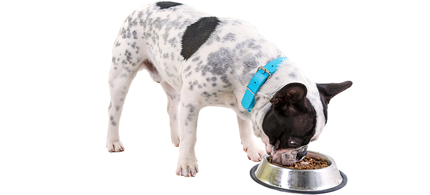 Best Dog Food For French Bulldogs (review & Buying Guide) In 2019