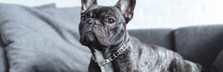 French Bulldog: Breed Facts & Temperament | My Pet Needs That