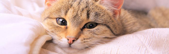 How To Clean Your Cats Eyes 696x225 
