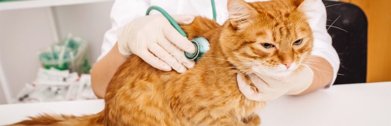 kidney-stones-in-cats-signs-causes-treatment-great-pet-care