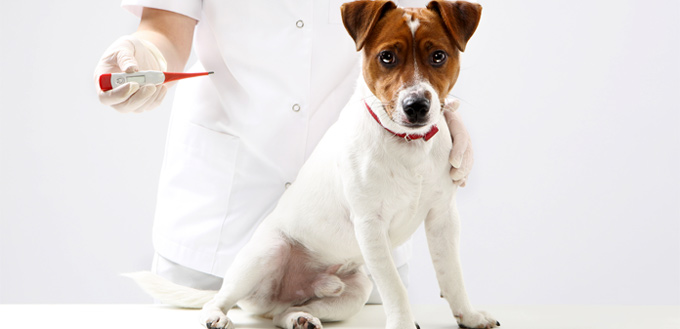 Cerenia For Dogs 用途和副作用指南