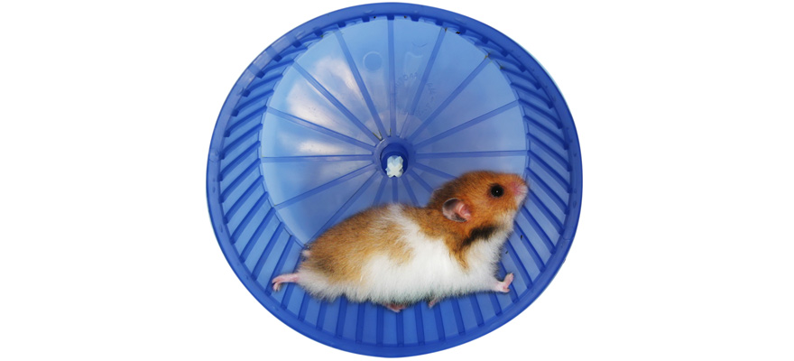 cat sized hamster wheel