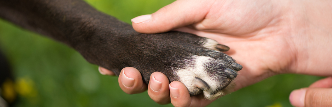 Dog Yeast Infection on Paws: & Treatments
