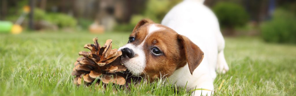 7 Amazing Facts About a Dog's Sense of Smell | My Pet Needs That