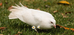 A Guide to Keeping Pigeons and Doves as Pets | My Pet Needs That