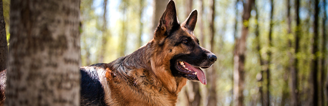 Best Dog Food for German Shepherds (Review & Buying Guide) in 2019