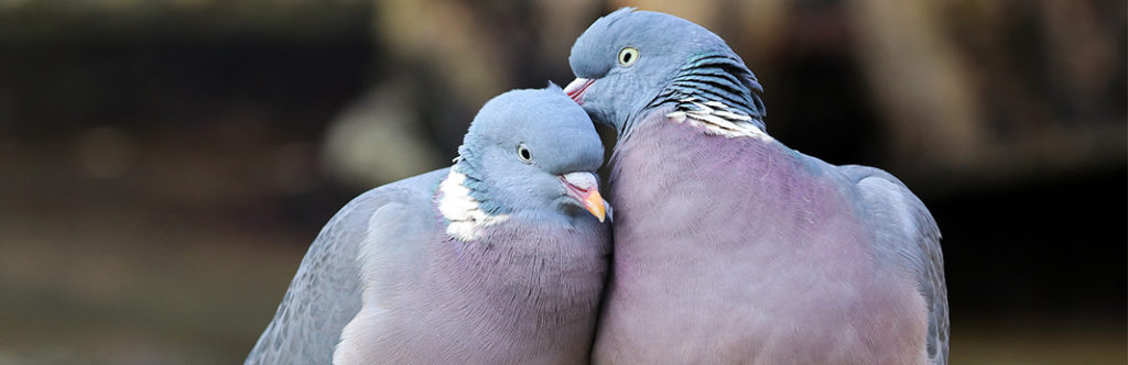 A Guide to Keeping Pigeons and Doves as Pets | My Pet Needs That