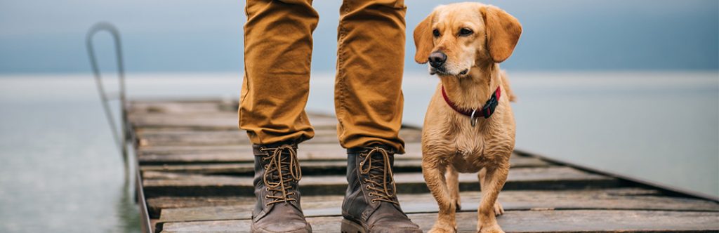 Is Walking Your Dog in the Rain a Good Idea? | My Pet Needs That