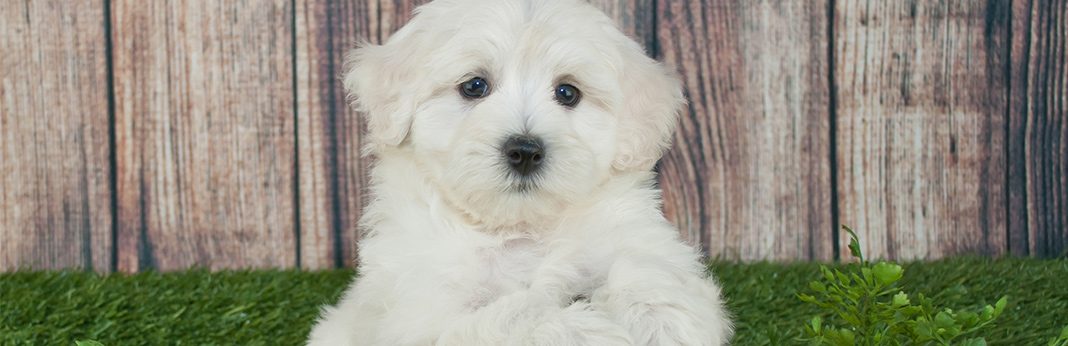 schnoodle maltese mix