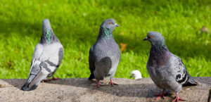 A Guide to Keeping Pigeons and Doves as Pets | My Pet Needs That