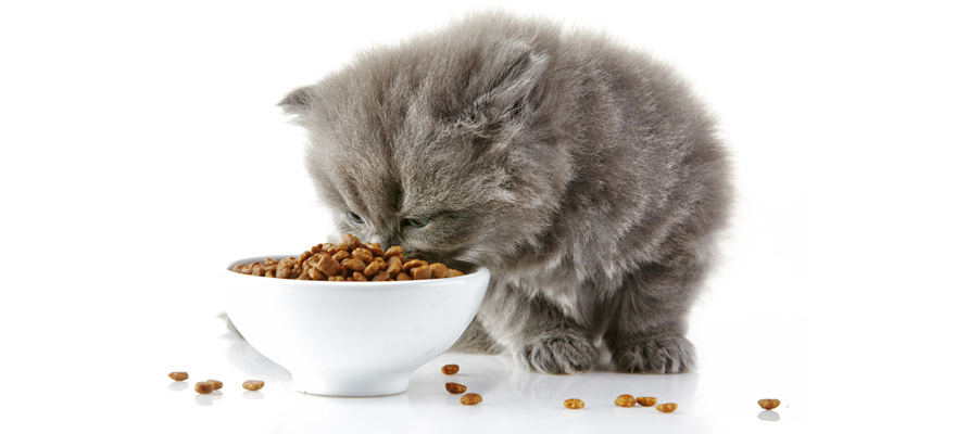 Best Cat Food for Kidney Disease (Review & Buying Guide) in 2019