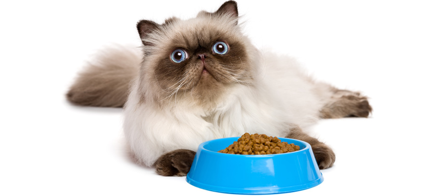 Best Hypoallergenic Cat Food (Review & Buying Guide) in 2019