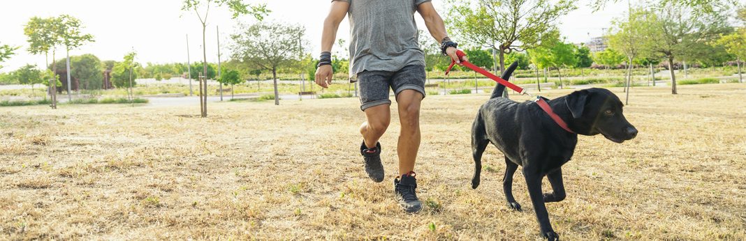 15 Amazing Dog Walking Tips You Need to Know | My Pet Needs That