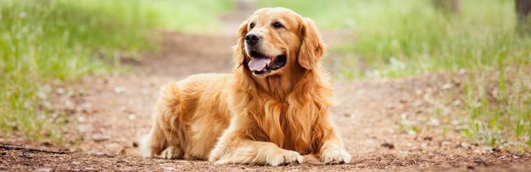 Aftercare Tips for a Neutered Dog | My Pet Needs That