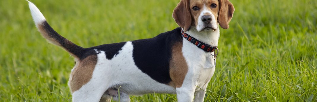 irish setter beagle mix