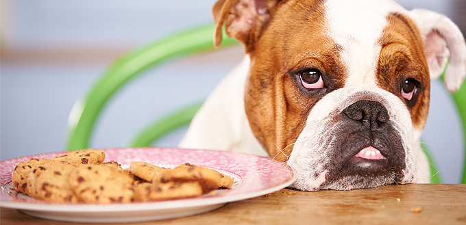 Can Dogs Eat Raisins? (Nutritional Guide) | My Pet Needs That