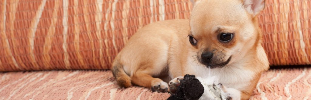 Teacup Chihuahua: Breed Facts & Temperament | My Pet Needs That