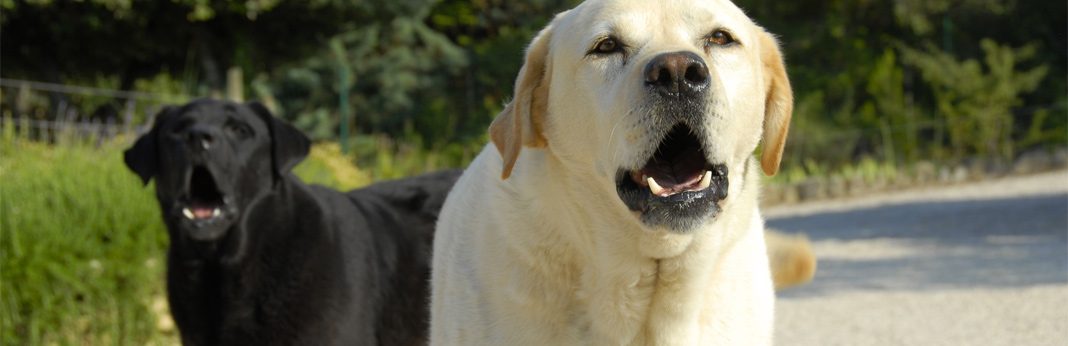 Why Do Dogs Howl At Sirens Everything You Need To Know