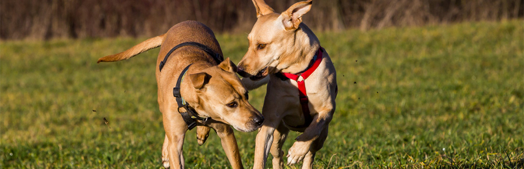 why do female dogs hump?