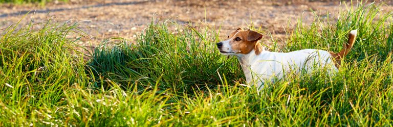 broken-dog-tail-symptoms-treatments-my-pet-needs-that