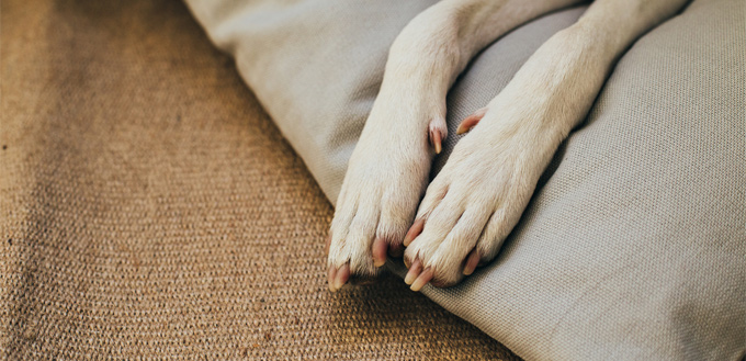 canine's paws