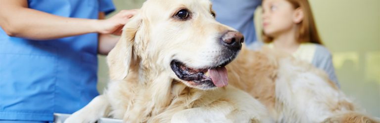 Coccidiosis in Dogs: Symptoms & Treatments | My Pet Needs That