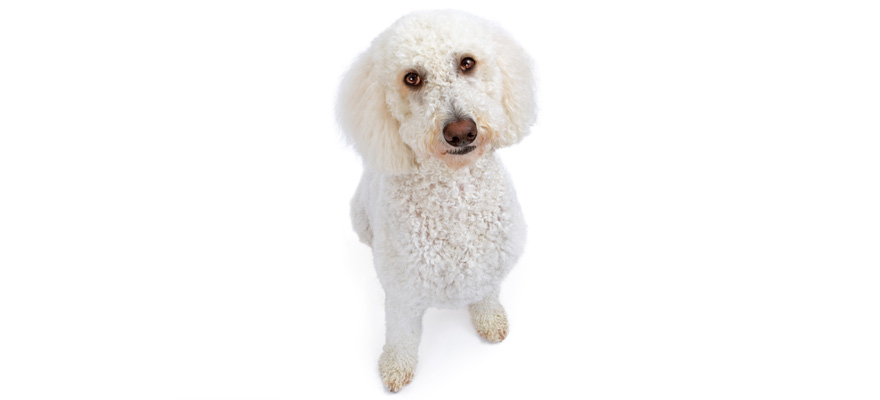 Best Dog Food for Goldendoodles (Review & Buying Guide) in ...