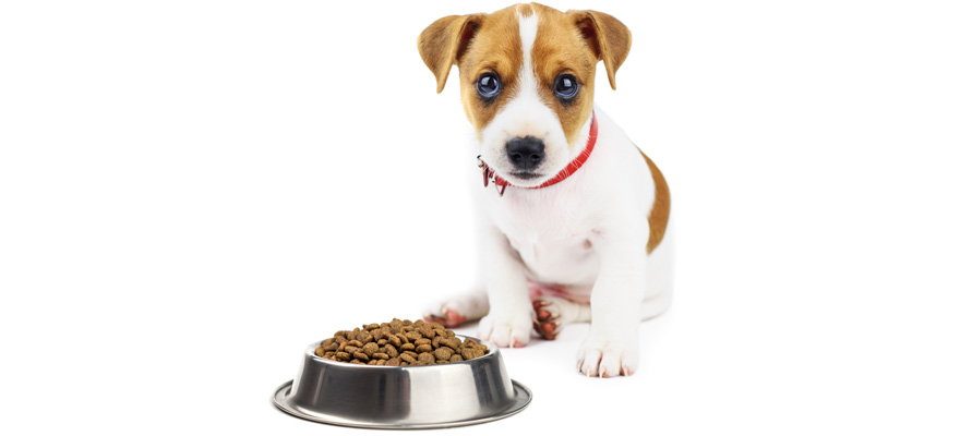 Best Dog Food For Jack Russell (review & Buying Guide) In 2019